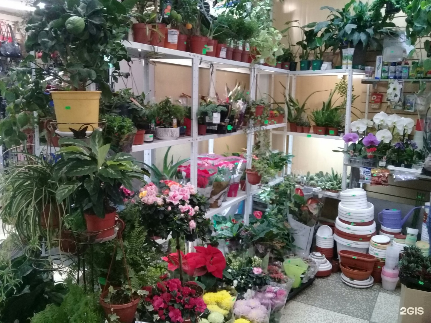 Новосибирск Где Купить Комнатные Цветы