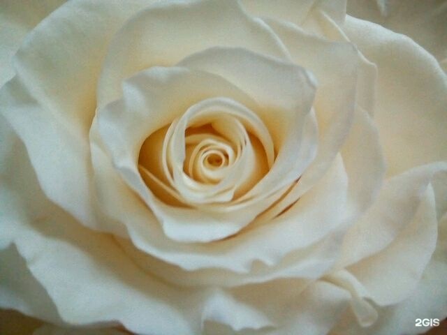 Lux rose