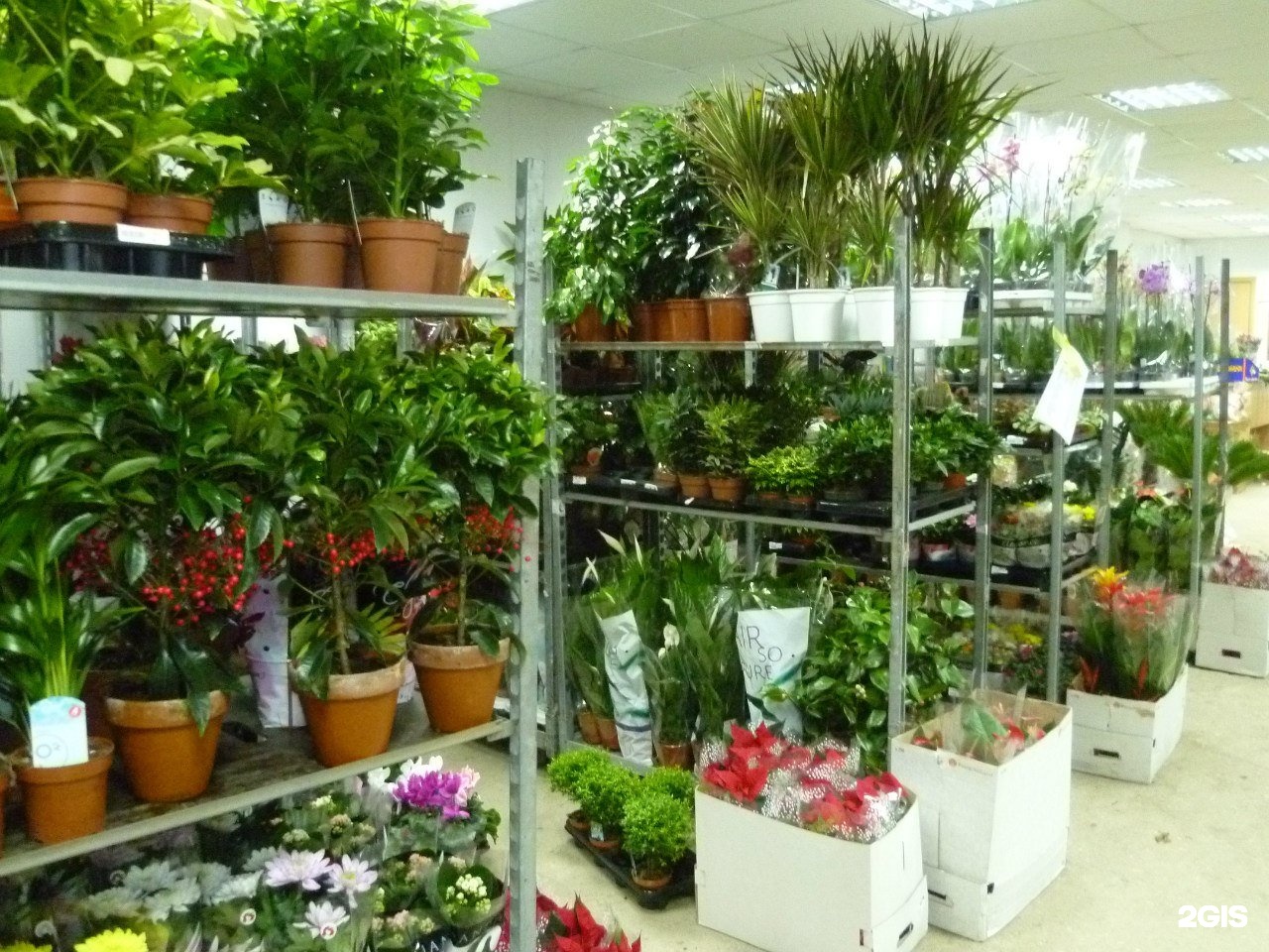 Где Купить Комнатные Растения В Уфе