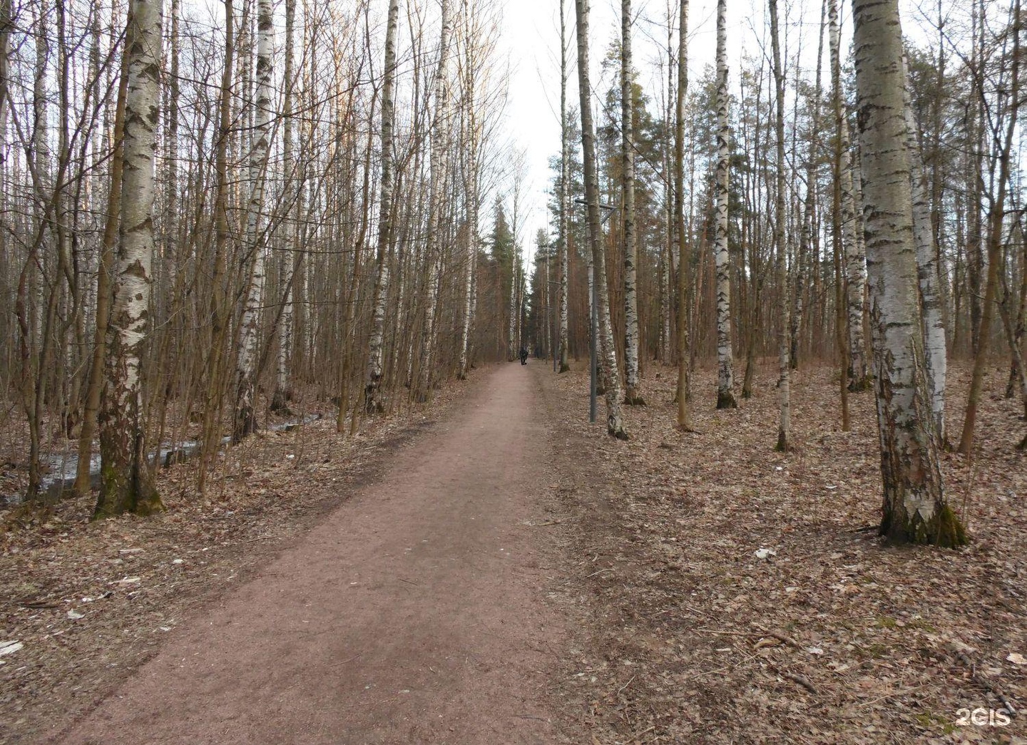 Сосновка парк СПБ. Сосновка (городской округ озёры). Сосновка парк СПБ происшествия. Сосновка дорога фото.