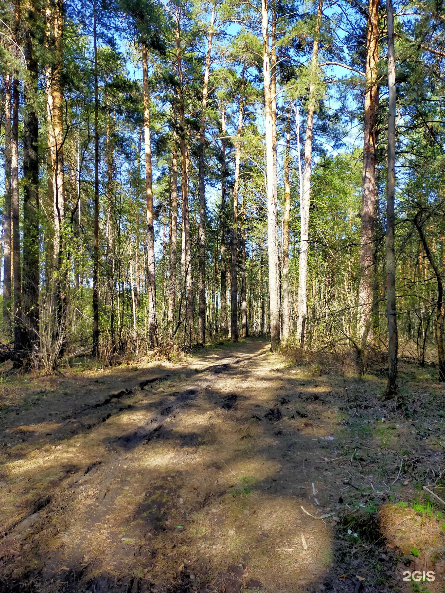 Лыжная база сосновый бор томск