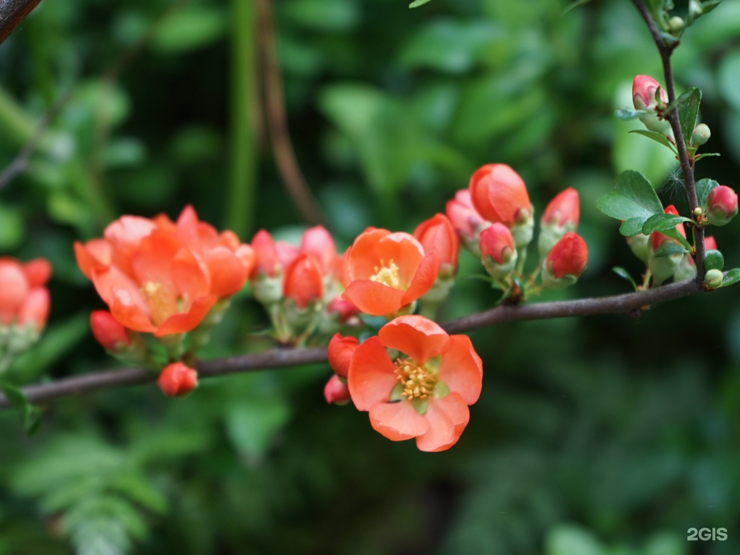 Chaenomeles japonica 'Rising Sun'