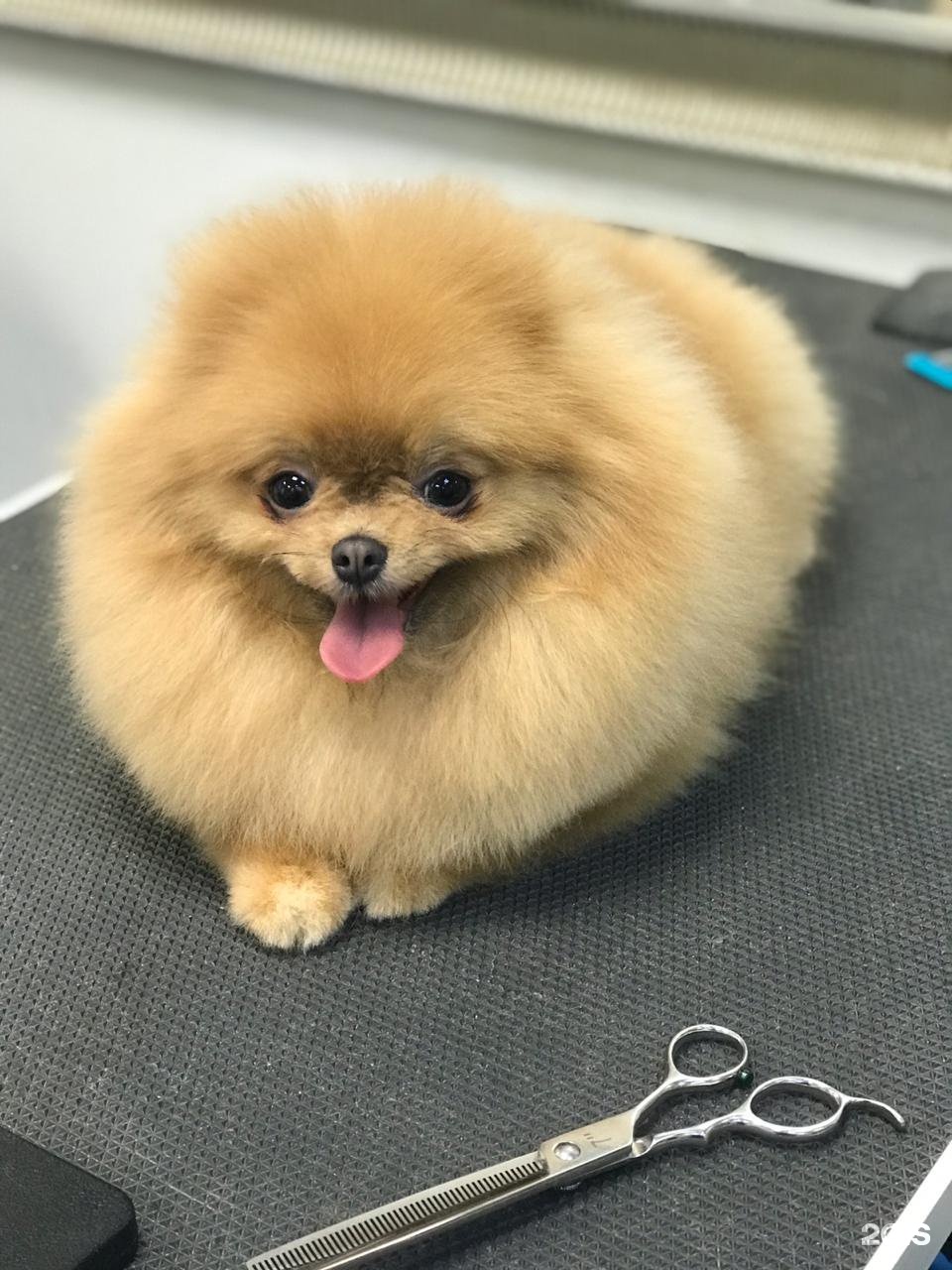 инструменты для ухода за шпиц. уход за шпицем. стрижка шпица. померанский шпиц груминг. как ухаживать за шпицем.