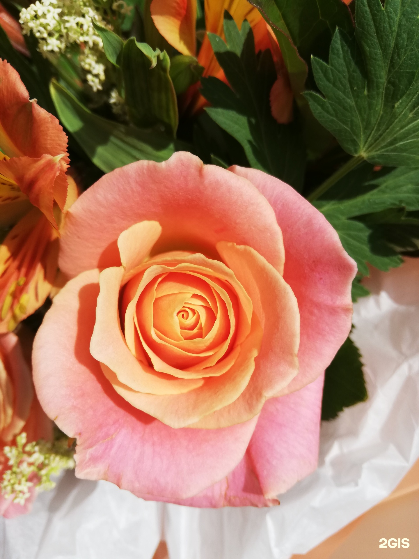 цветы грибоедова. цветы грибоедова. одесская 7 геленджик. цветы грибоедова. хризантемы с тюльпанами бутоны.