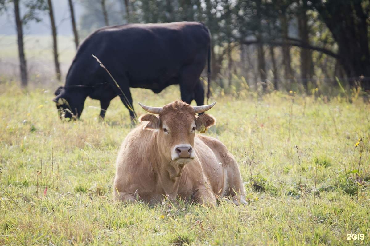 калининград сельское хозяйство. сельское хозяйство калининградской области. животноводство в калининградской области. калининградское животноводство. калининградский центр племенного животноводства.