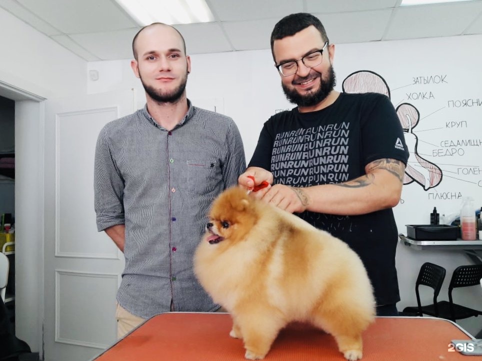 Груминг тюмень. Грумер тюмень. Шиллера 46 к3 тюмень груминг. Груминг самара для собак цена. Грумер пермь.