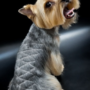 Фото от владельца Волшебный пёс, салон красоты для животных