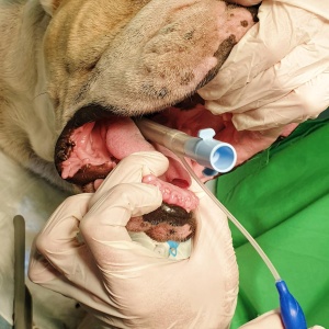 Фото от владельца Статус, ветеринарный лечебно-диагностический центр
