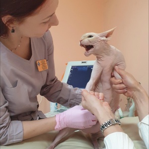 Фото от владельца Статус, ветеринарный лечебно-диагностический центр