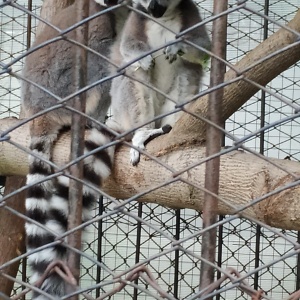 Фото от владельца Пензенский зоопарк, МАУ