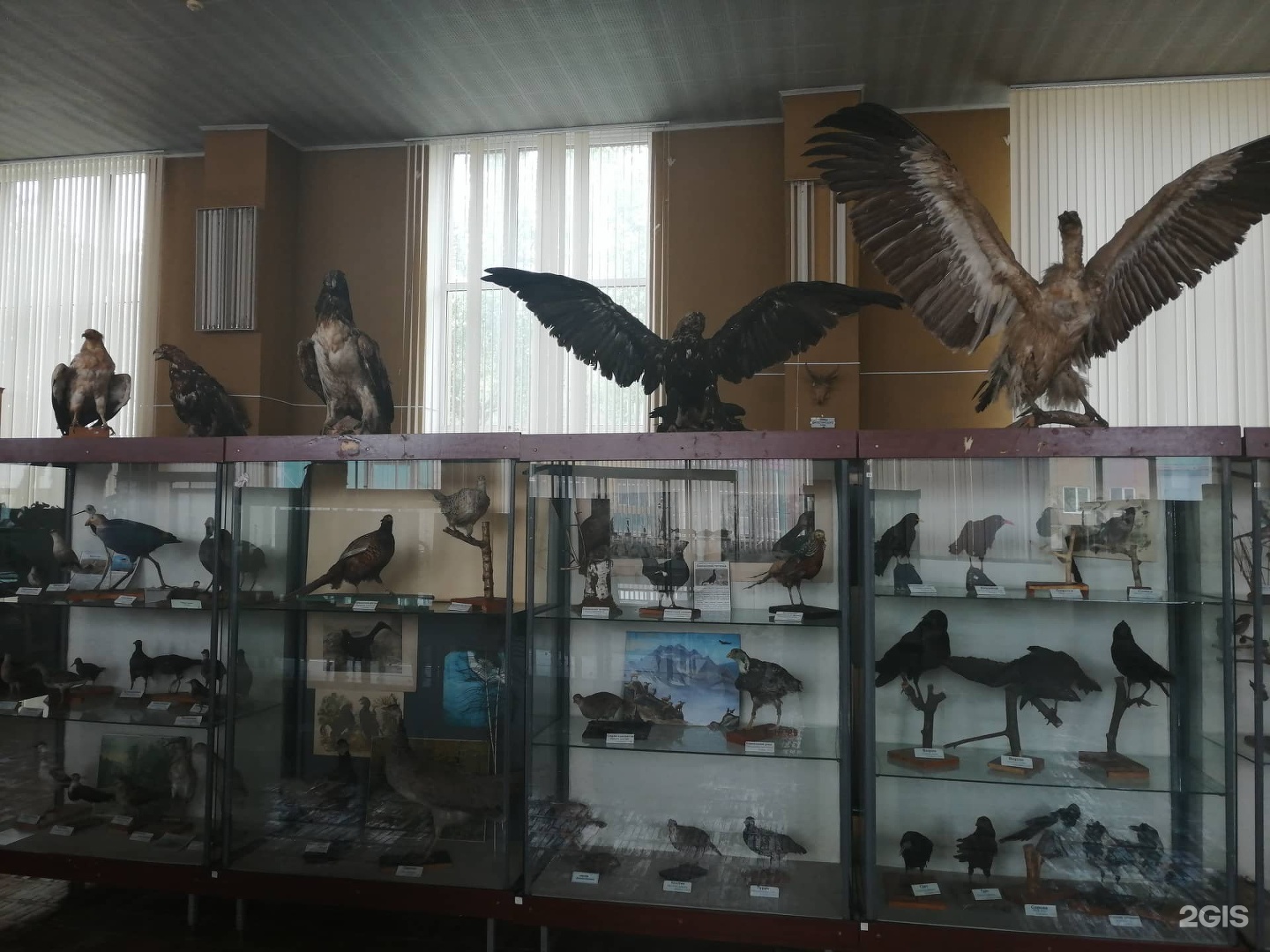 Биологический музей ДГУ Махачкала