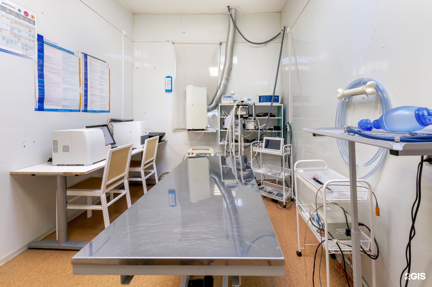 ветеринарная клиника во всеволожске элвет. клиника элвет спб лаборатория. ветеринарная клиника сестрорецк э. ветклиника на королева 32. ветклиника спб шоссе революции 70.