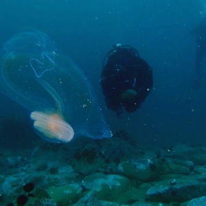 Фото от владельца Dive27.ru, дайвинг-клуб