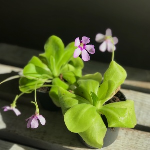 Фото от владельца LaVanda, салон цветов