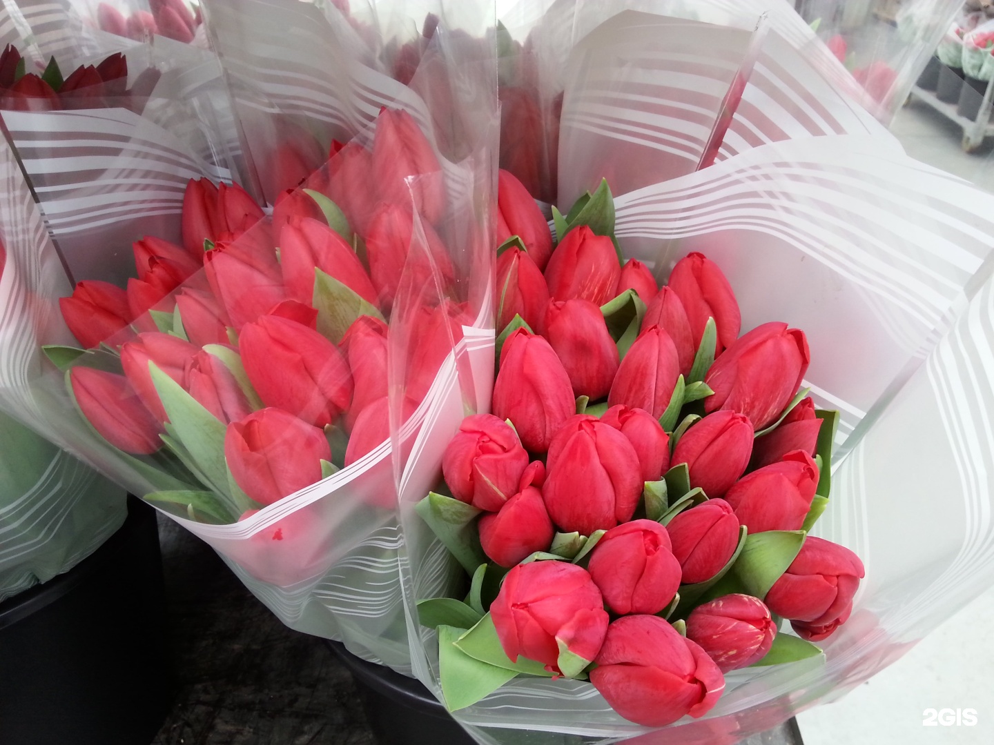 Купить тюльпаны недорого интернет магазин