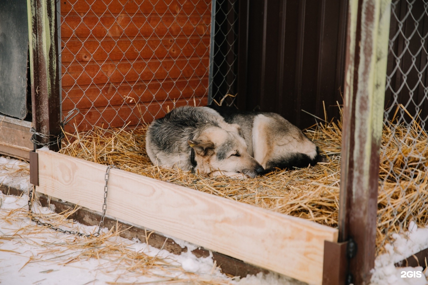 Приют сострадание в нижнем новгороде для животных