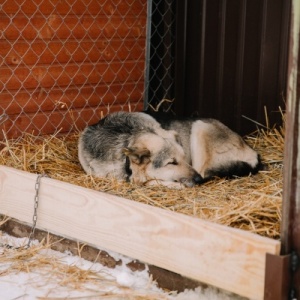 Фото от владельца Сострадание НН, Нижегородский благотворительный фонд защиты животных