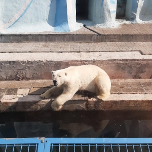 Фото от владельца Новосибирский зоопарк им. Р.А.Шило