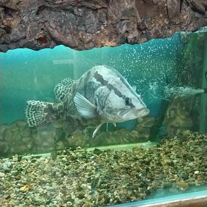 Фото от владельца Рыбы Амура, музей
