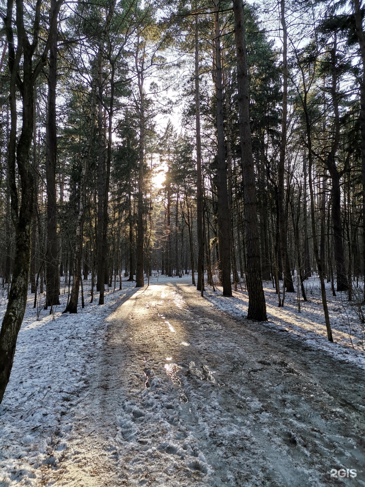 Парк мещерский лес фото