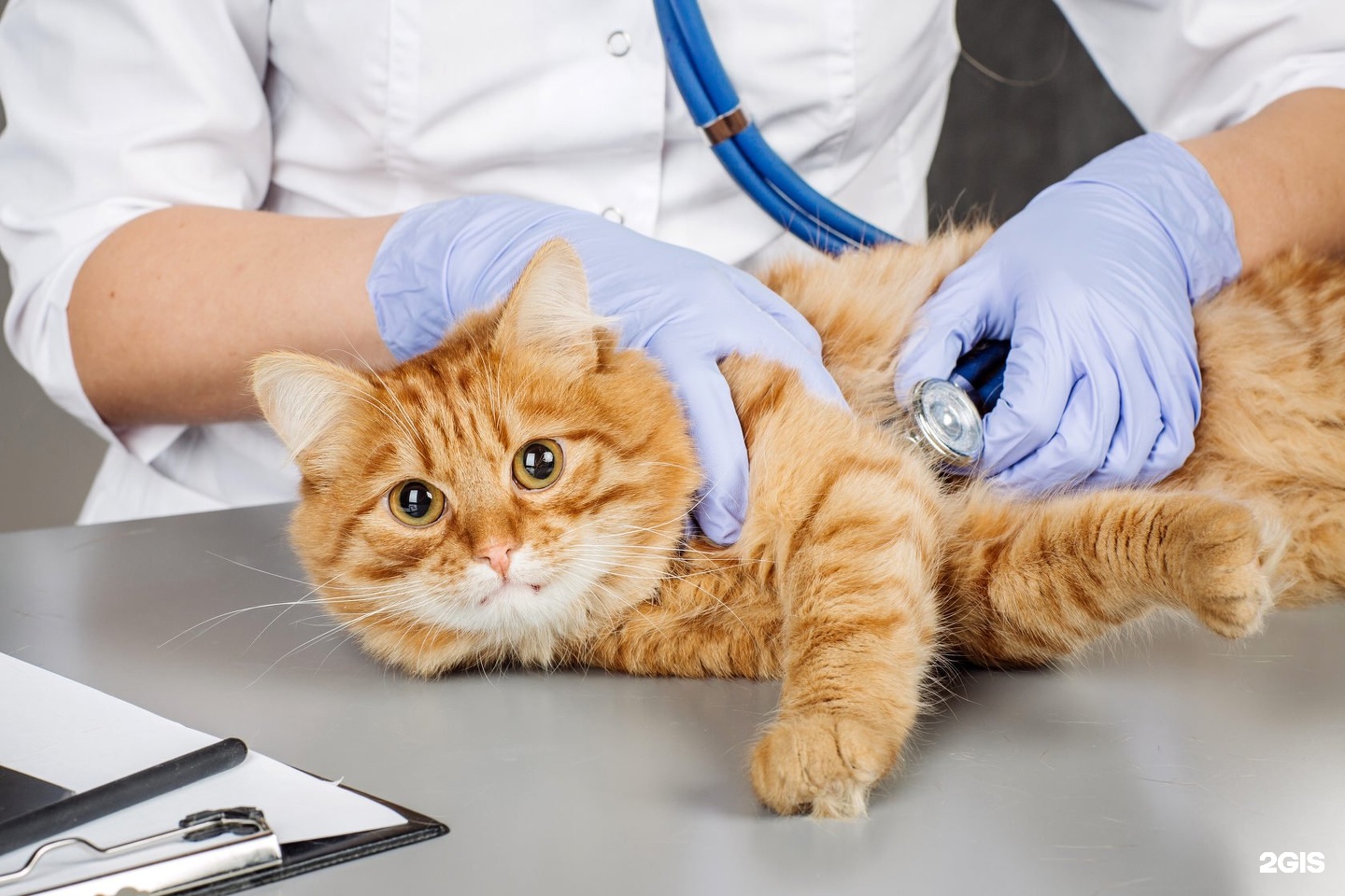 Ветеринар с кошкой
