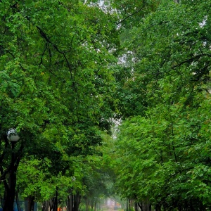 Фото от владельца Центральный парк культуры и отдыха