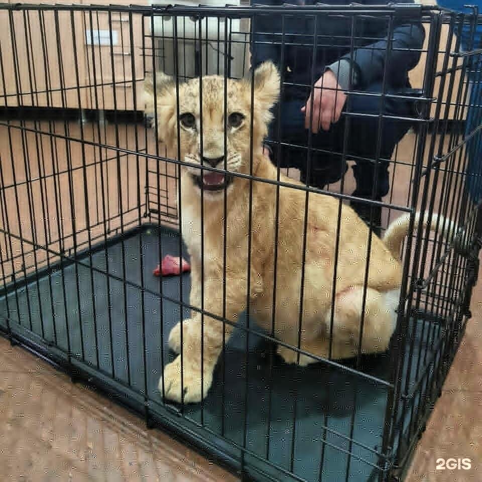 Любимчик  приют  вывеска. Любимец приют для животных в туле. Приют для животных в туле собаки. Континент приют для животных в туле. Приют континент тула.