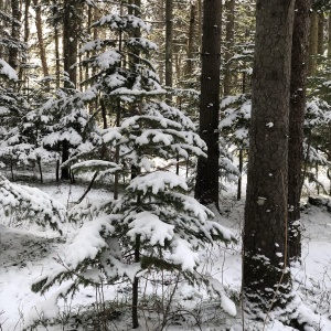 Фото от владельца Городской парк культуры и отдыха им. Ю.А. Гагарина