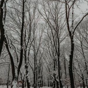 Фото от владельца Дубки, парк