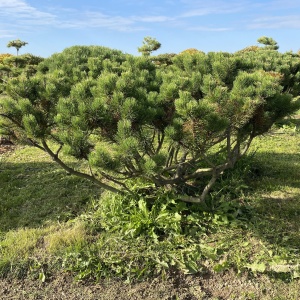 Фото от владельца Братья Green, группа компаний