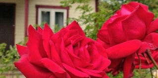 Сестрорецк: Турбаза Кантри