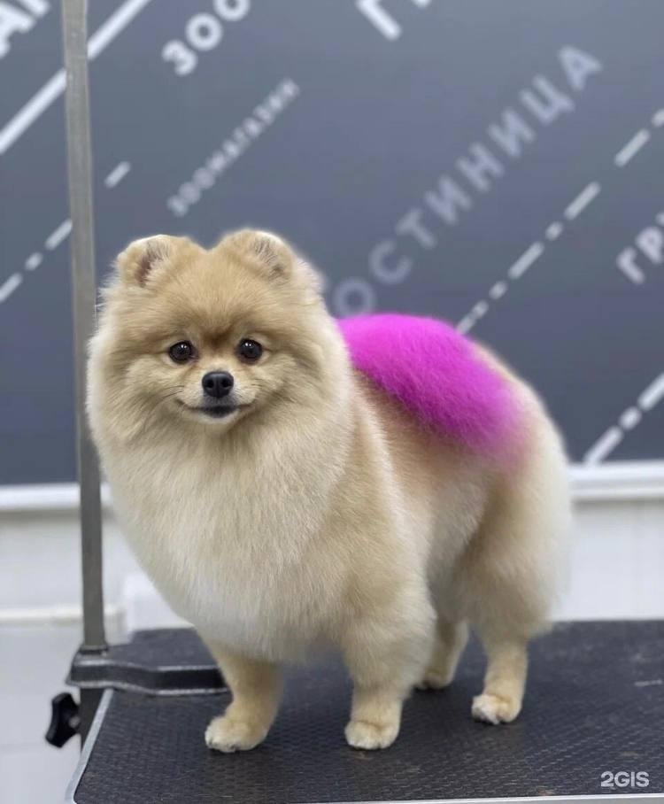 Зоосалон зоопространство. Мими груминг салон в спб. Мытье йорка. Зоосалон зоопространство. Кафе енотов москва пушистая братва.