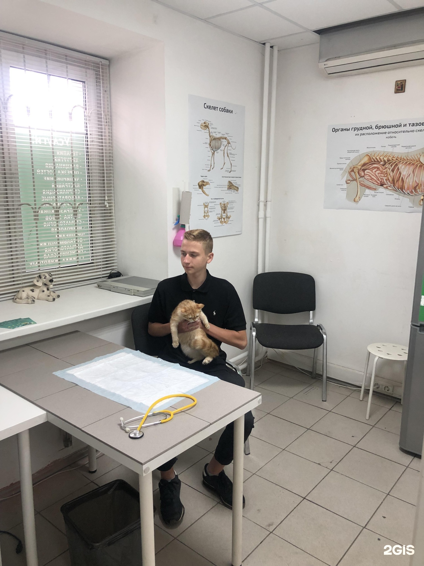 Ветклиники Одинцово