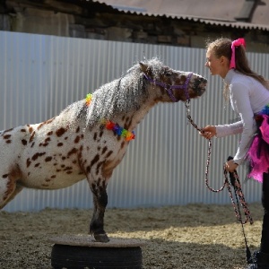 Фото от владельца Белая лошадь, конноспортивный клуб