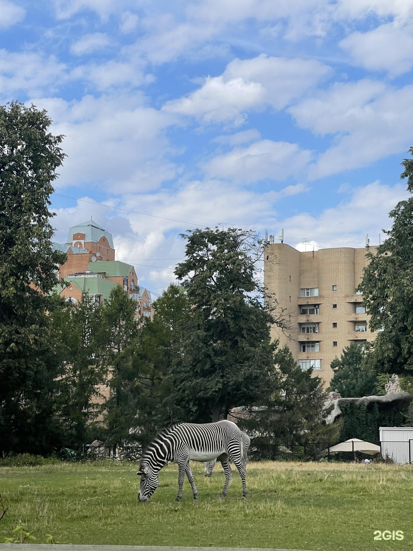 Большая грузинская 1 зоопарк. Московский зоопарк Грузинская 1. Москва большая Грузинская улица 1с1 Московский зоопарк. Московский зоопарк улица б Грузинская 1. Зоопарк на улице.