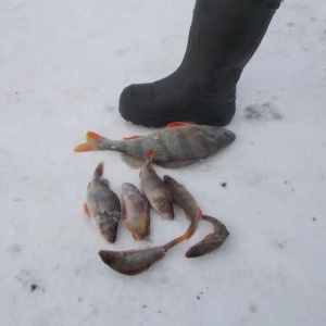 Фото от владельца Ягуновское рыбное хозяйство, ООО, представительство в г. Кемерово