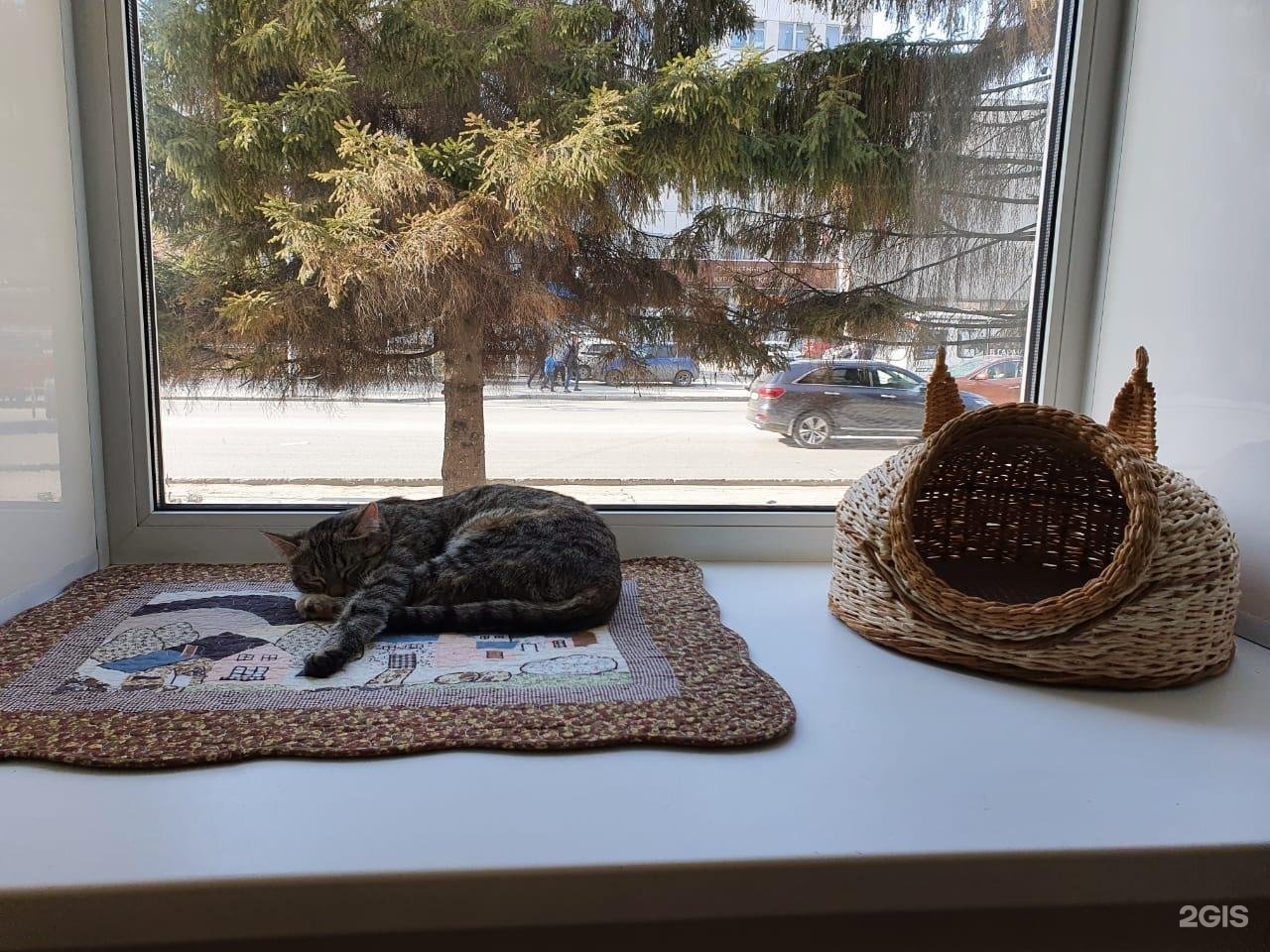 валерьяныч. кафе с кошками в воронеже. котокафе рязань. котокафе курган. коте, иркутск.