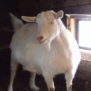 Фото от владельца КОРМА от ШЕФА, компания по продаже кормов для сельскохозяйственных животных