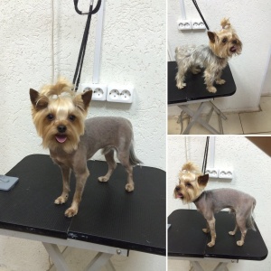 Фото от владельца АввА, парикмахерская для собак