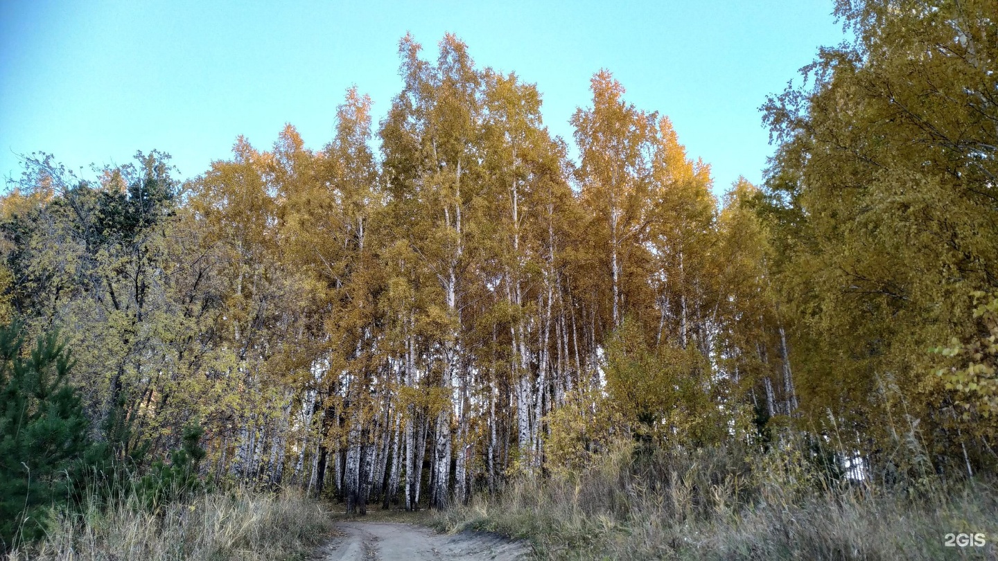 Ключ камышенское плато 10. Ключ-Камышенское плато Новосибирск лес. Березка-1 Иня Новосибирск. Агрофирма Иня Новосибирск ключ-Камышенское плато. Вид с ключ Камышенского плато на реку Иня осень.