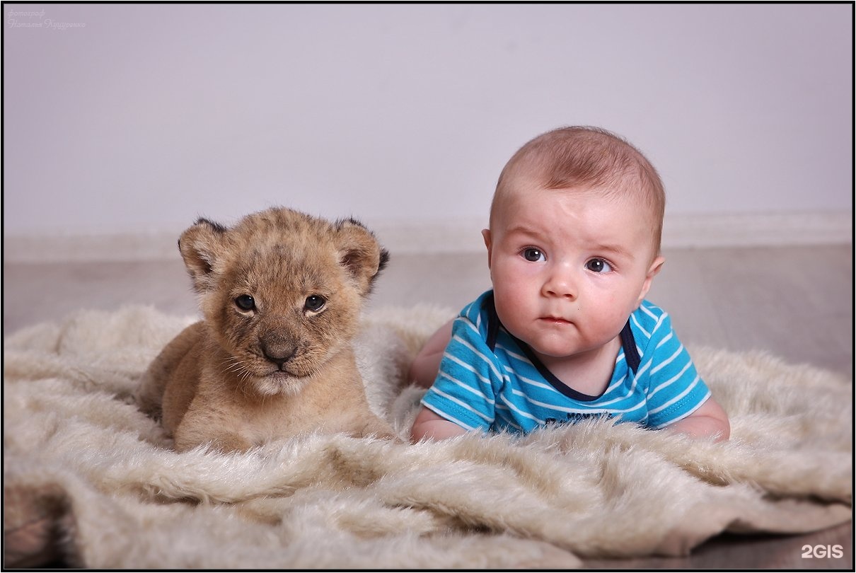 Львенок купить живого. Маленький Львенок. Лев малыш. Маленький Лев. Львенок девочка.