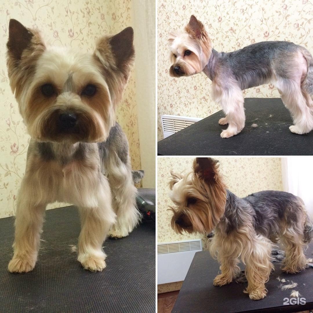 йоркширский терьер стрижки. стрижки йоркширского терьера мальчика мини. стрижка ершский терьер девочка. йорк стрижка в машине. стрижки йоркширского терьера девочки.