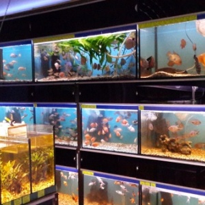 Фото от владельца Мир аквариума, специализированный магазин
