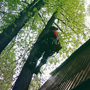 Фото от владельца Альппром 72, высотная компания по обрезке, спилу и обслуживанию деревьев