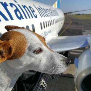 Фото от владельца Международные Авиалинии Украины, авиакомпания