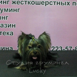 Фото от владельца Lucky, зооцентр