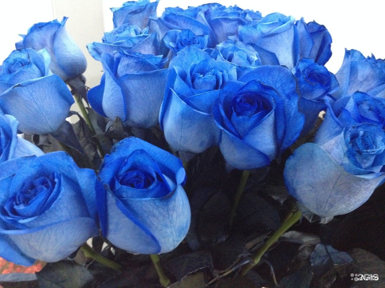 Саженцы голубой розы. Синие розы саженцы. Куст синих роз.