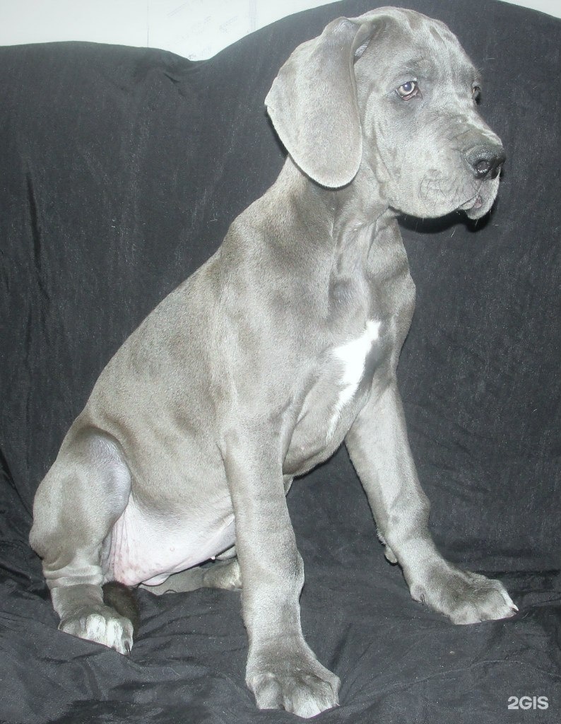 нижний дог. гранд собака. собаки породы немецкий дог. порода дог. питомниник немецких догов натали-дог.