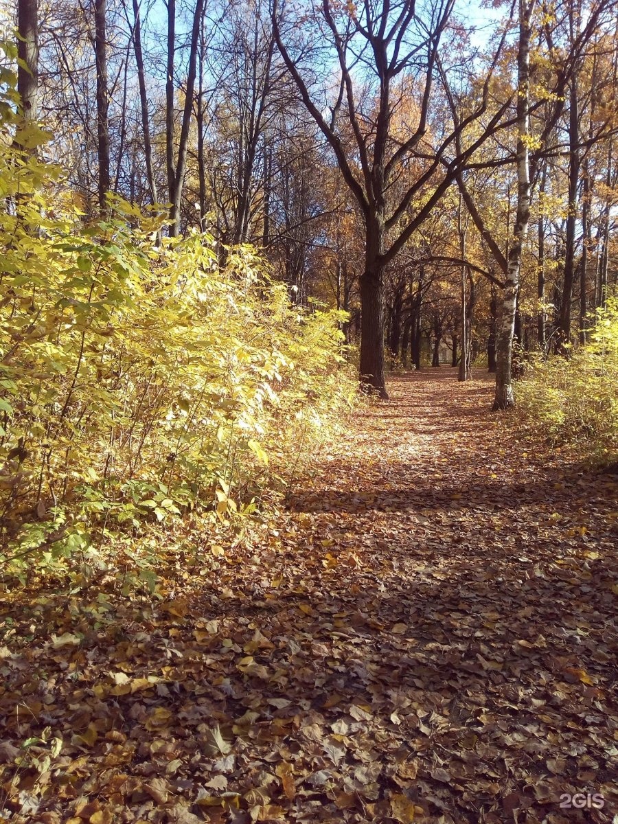 Лесопарк Дубки Арзамас. Парк Дубки Нижний Новгород. Дубки парк Нижний Новгород осень. Нижний Новгород Пролетарка Дубки парк.