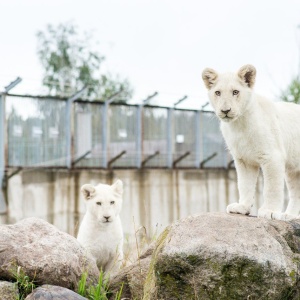 Фото от владельца Ярославский зоопарк